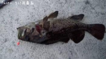 クロソイ