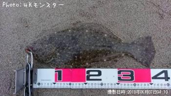 ヒラメ