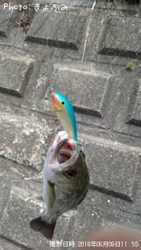 セイゴ