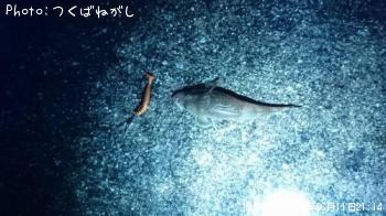 マゴチ