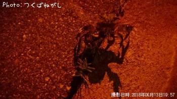 モクズガニ