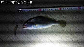 イシモチ