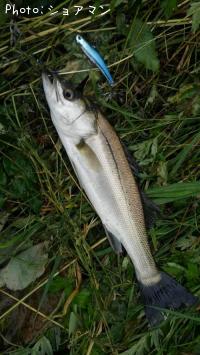 Х