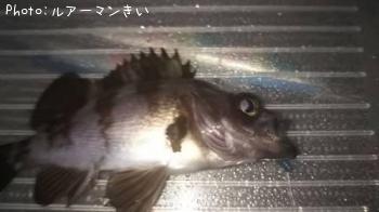 メバル