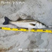 シーバス