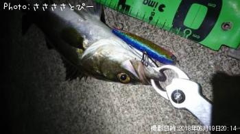 シーバス