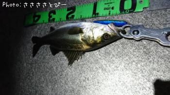 シーバス