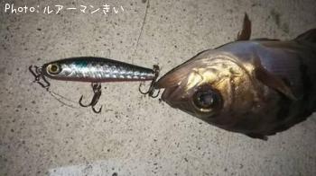 メバル