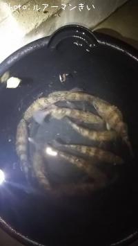 メバル