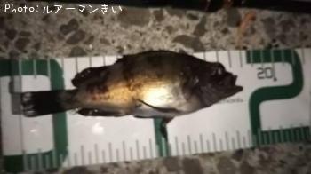 メバル