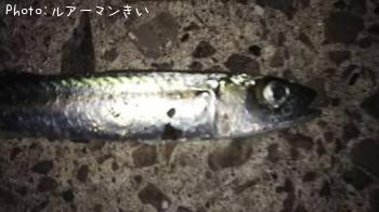 サバ