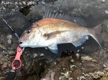 真鯛