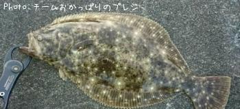 ヒラメ