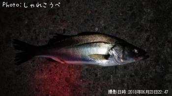 シーバス