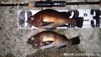 メバル