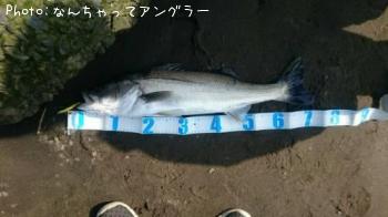 シーバス