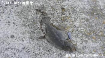 ソゲ