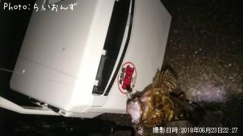 カサゴ