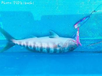アオチビキ