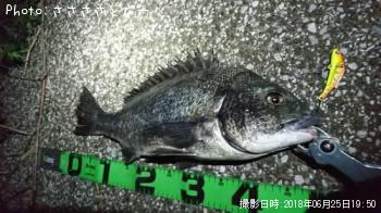 クロダイ
