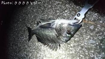 クロダイ