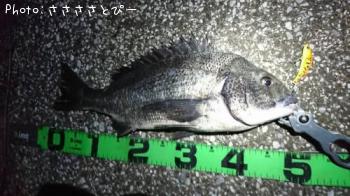 クロダイ