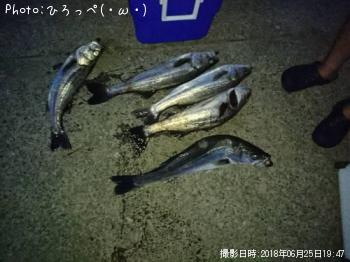 シーバス