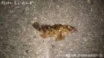 カサゴ