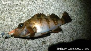 メバル