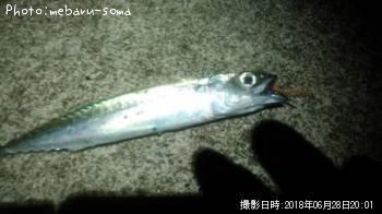 メバル