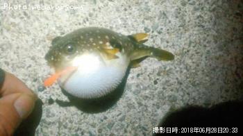 メバル