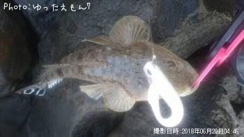 マゴチ