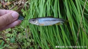 川むつ