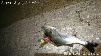 シーバス