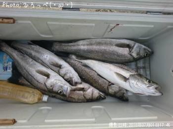 シーバス