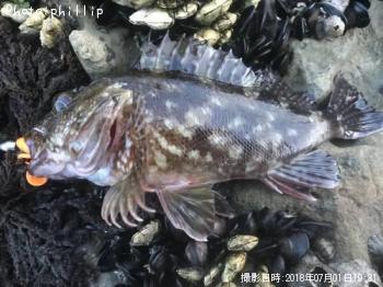 カサゴ