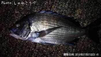 クロダイ