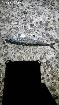 サバ