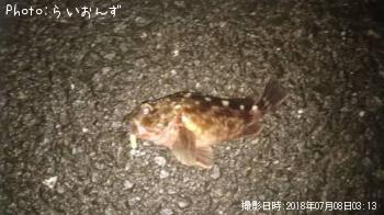カサゴ