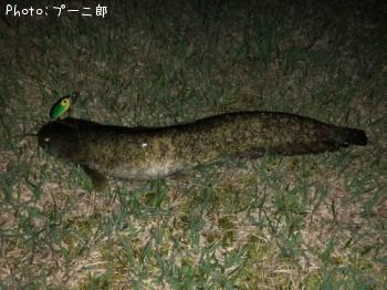 ナマズ