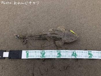 マゴチ