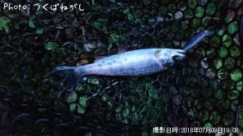 ヤマメ