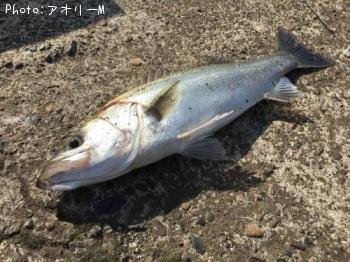 シーバス