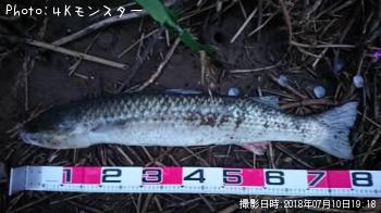 ミョウゲツ
