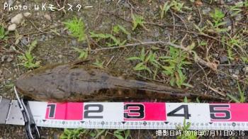 マゴチ
