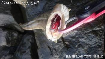 マゴチ