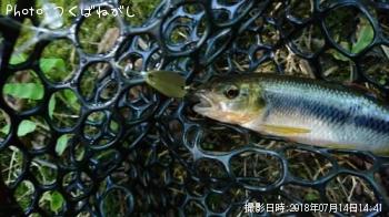 カワムツ