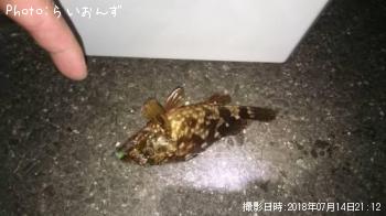 カサゴ