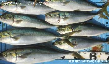 イナダ