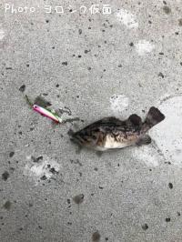 クロソイ
